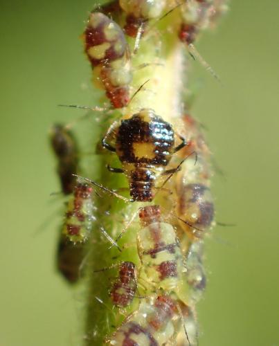 Chaitophorus populeti